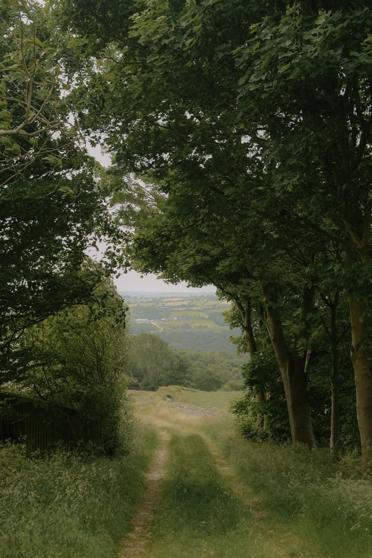 Pathway through trees leading to a scenic landscape